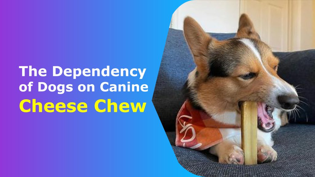 The Dependency of Dogs on Canine Cheese Chew