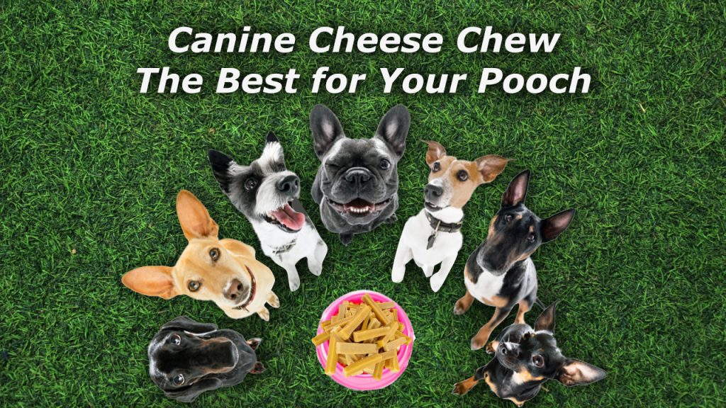 Canine Cheese Chew – The Best for Your Pooch