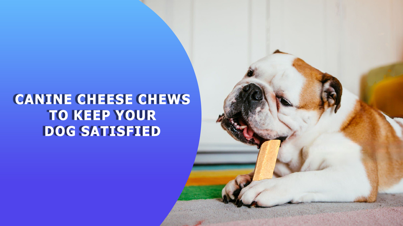 Canine-Cheese-Chews-To-Keep-Your-Dog-Satisfied-Sansar-Pet-Supply_
