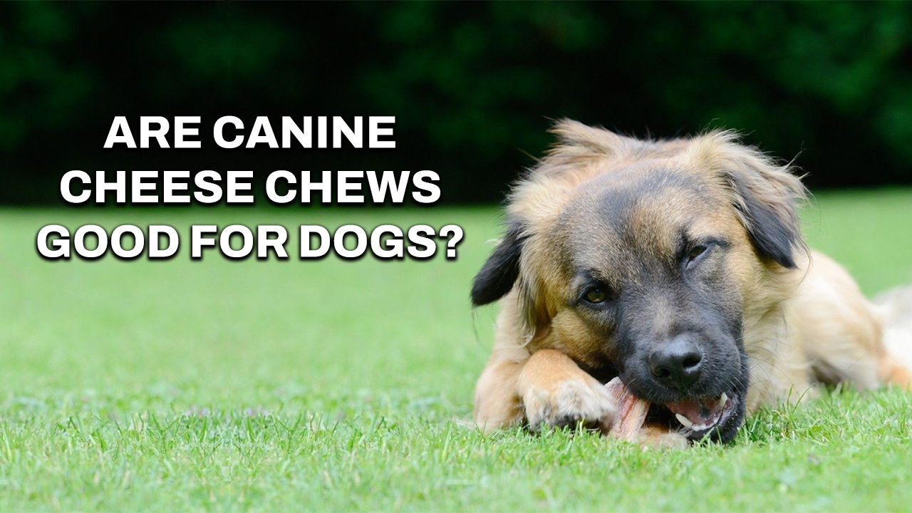 Are Canine Cheese Chews Good For Dogs