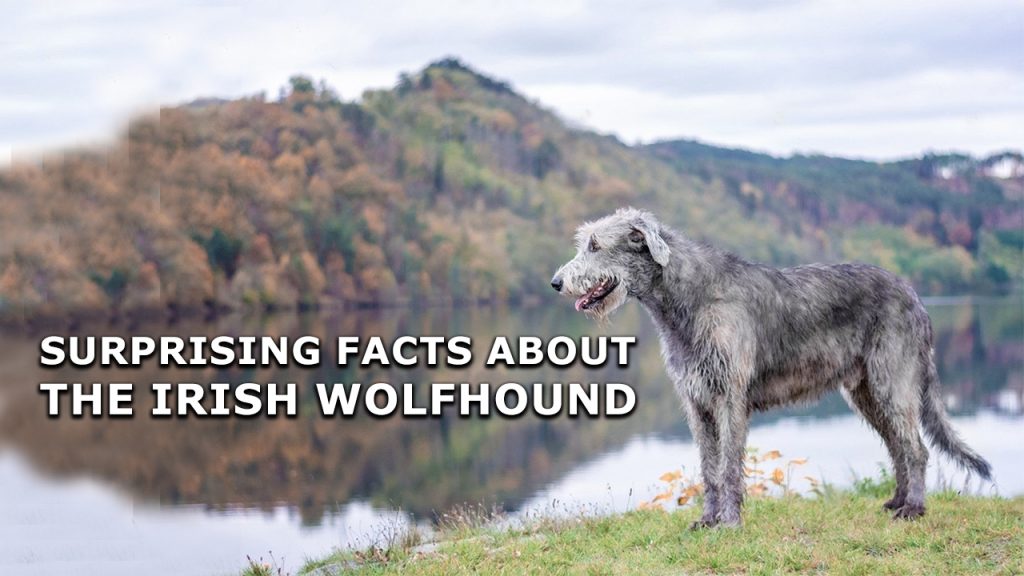 Surprising Facts About the Irish Wolfhound