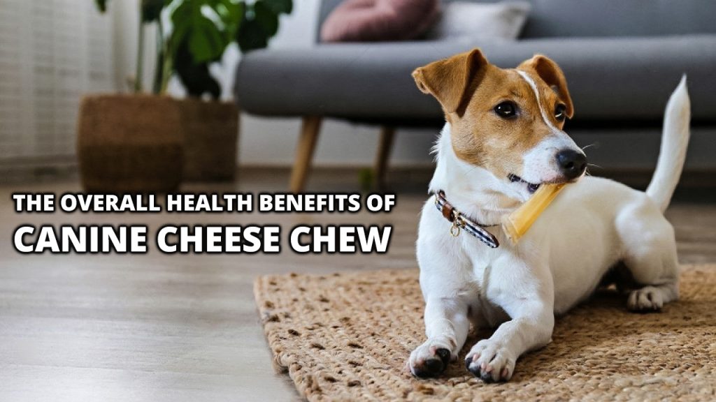 The Overall Health Benefits of Canine Cheese Chew