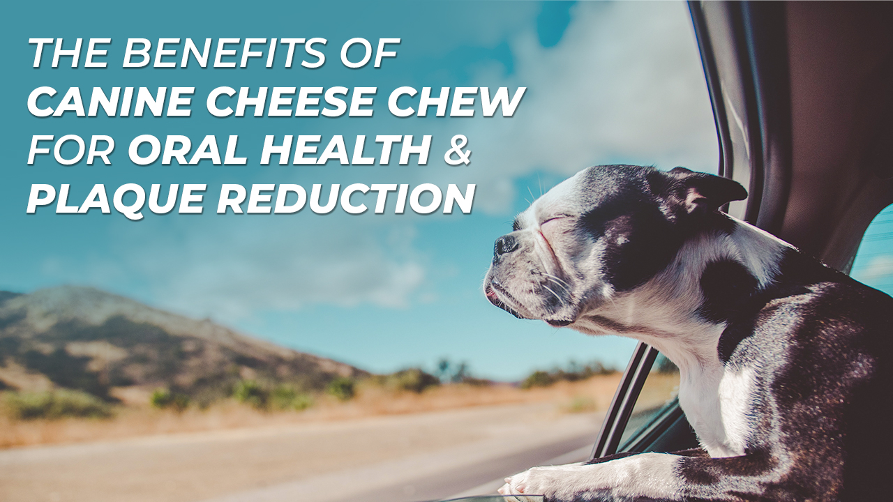 The Benefits of Canine Cheese Chew for Oral Health & Plaque Reduction