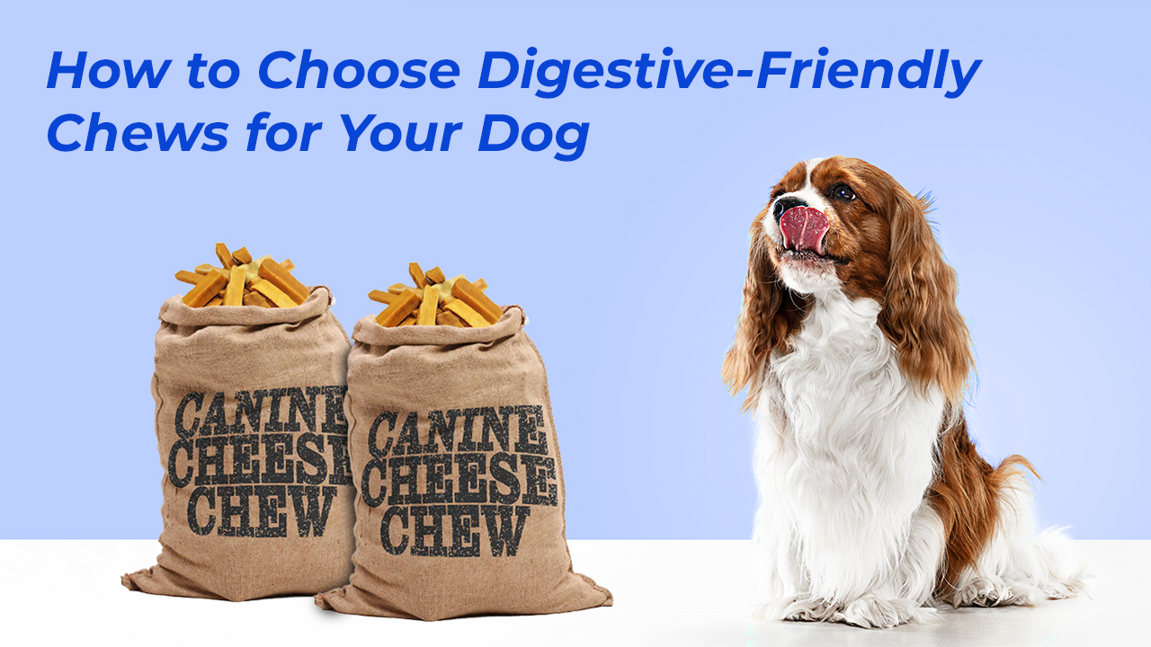 How to Choose Digestive-Friendly Chews for Your Dog