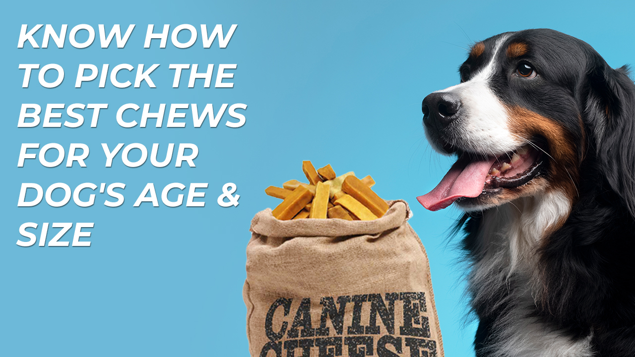 Know How To Pick The Best Chews For Your Dog's Age & Size
