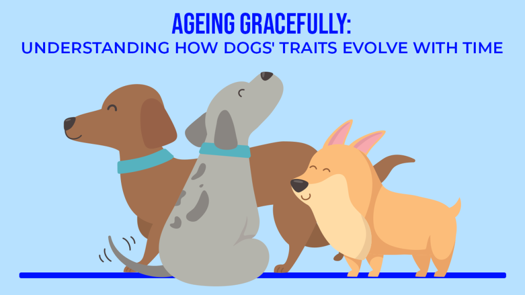 “Ageing Gracefully: Understanding How Dogs’ Traits Evolve with Time”